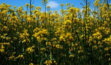 美丽的油菜花地