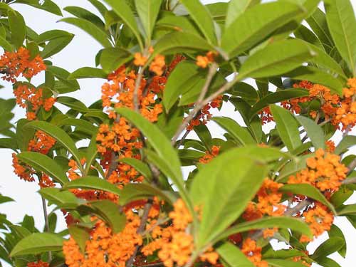 美丽的桂花森林