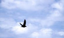 自由飞翔的友谊