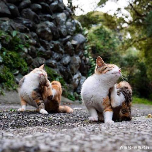 懒猫的叙事