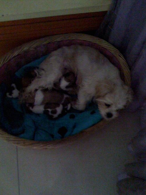 幼犬