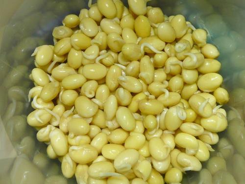 观察豆子