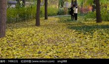 银杏树下的故事