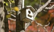 鸟儿在哪儿安家