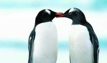 企鹅给人类写的信