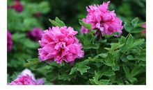 又到牡丹花开时