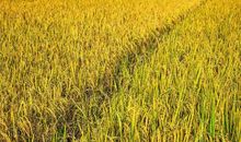 家乡的田园乐趣