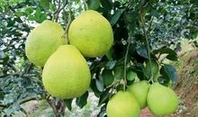 又是柚子飘香时