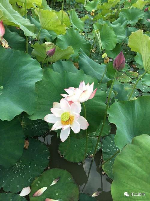 美丽的荷花池