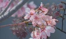 温暖盛开在心灵深处