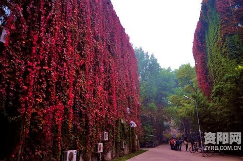 红爬山虎