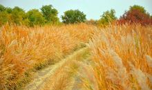 那年的夏天和秋天