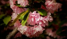 一束樱花一份思念