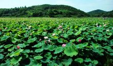 描写荷塘的作文