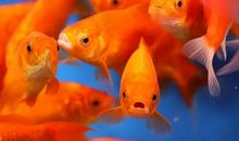 我发现了金鱼睡觉的秘密