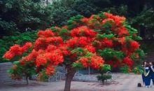 凤凰花开的路口