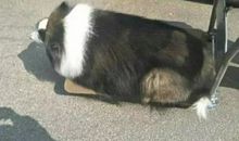 夸一夸我的小狗