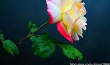 我喜爱的月季花