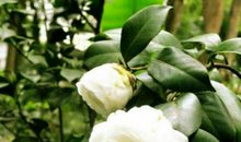 白色山茶花读后感