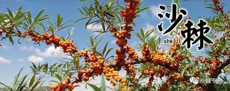 听植物生长的声音