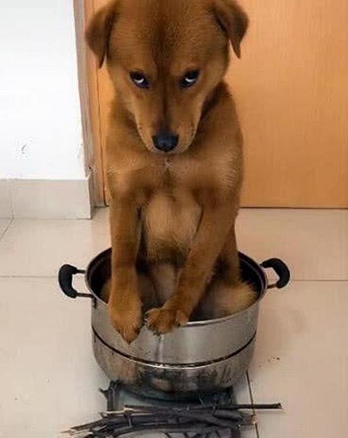 我的朋友小黄狗