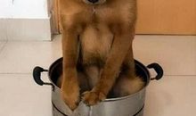 我的朋友小黄狗