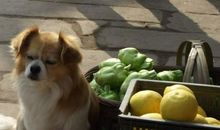 贪财的小狗金豆