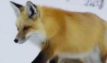 我和小动物的趣事