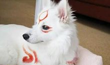 我家来了只小小猫