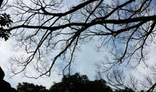 头上长出一棵树