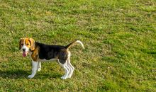 我最喜欢的动物—猎狗