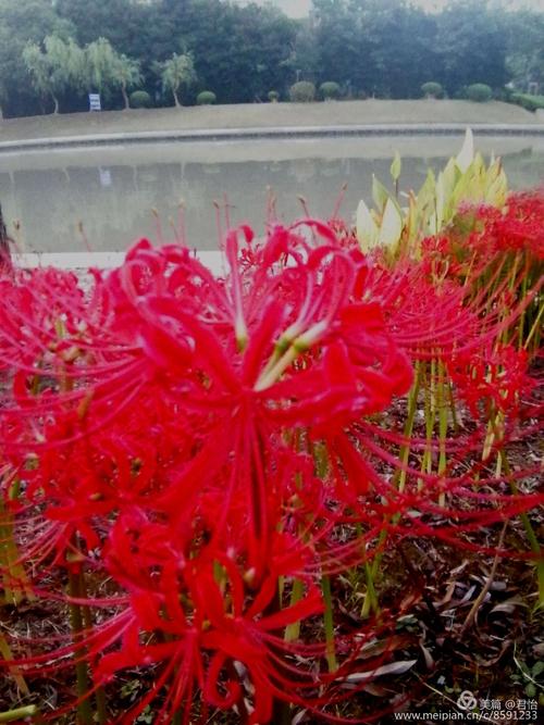 有一种叫雨的小姐