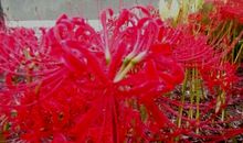 有一种思念叫雨