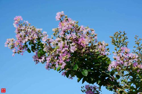 花朵曾经带给我灵感