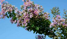 花开一次带给我启示