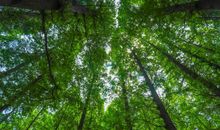 我在大森林里迷了路