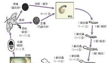 蚕的生活