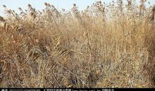 描写芦苇荡的作文