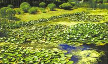 美丽的日湖公园