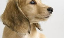 可爱的金毛犬哈利