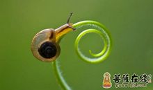 蜗牛的“慢启示”