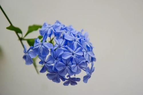 雪花星球