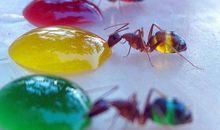 我发现小蚂蚁的秘密