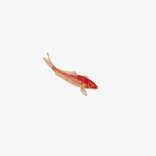 飞红鲤鱼