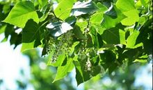 杨絮飘，思绪飞