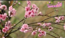 我与樱花有个约会