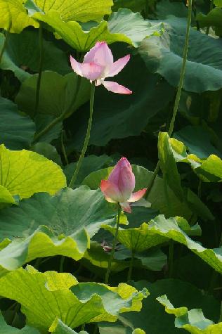 芙蓉