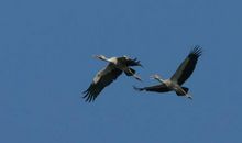 未来城里的快乐小鸟