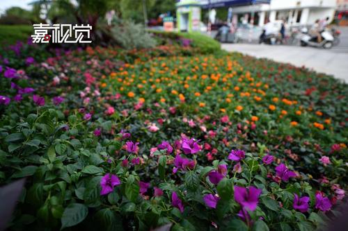 你让种子开花