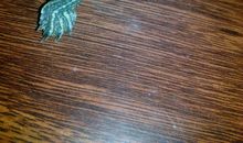 我家的巴西龟作文